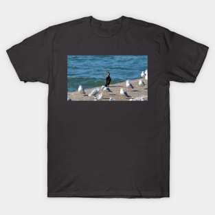 Double-crested Cormorant and a Flock Of Gulls T-Shirt